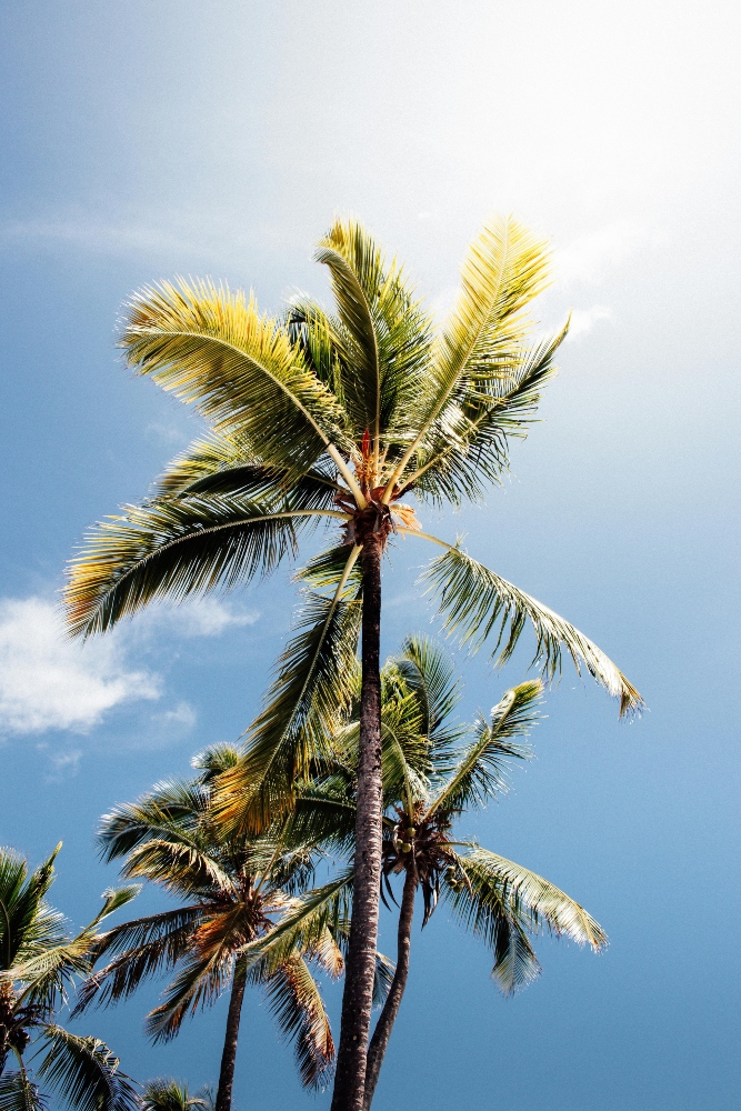 A palm tree in sunny california outside of our cocaine detox center.